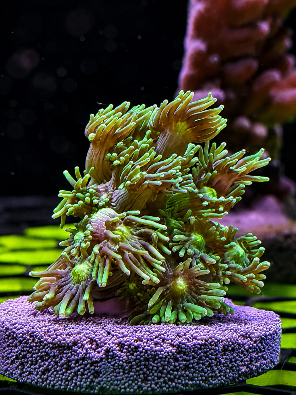 SimpliReef coral gallery preview 1