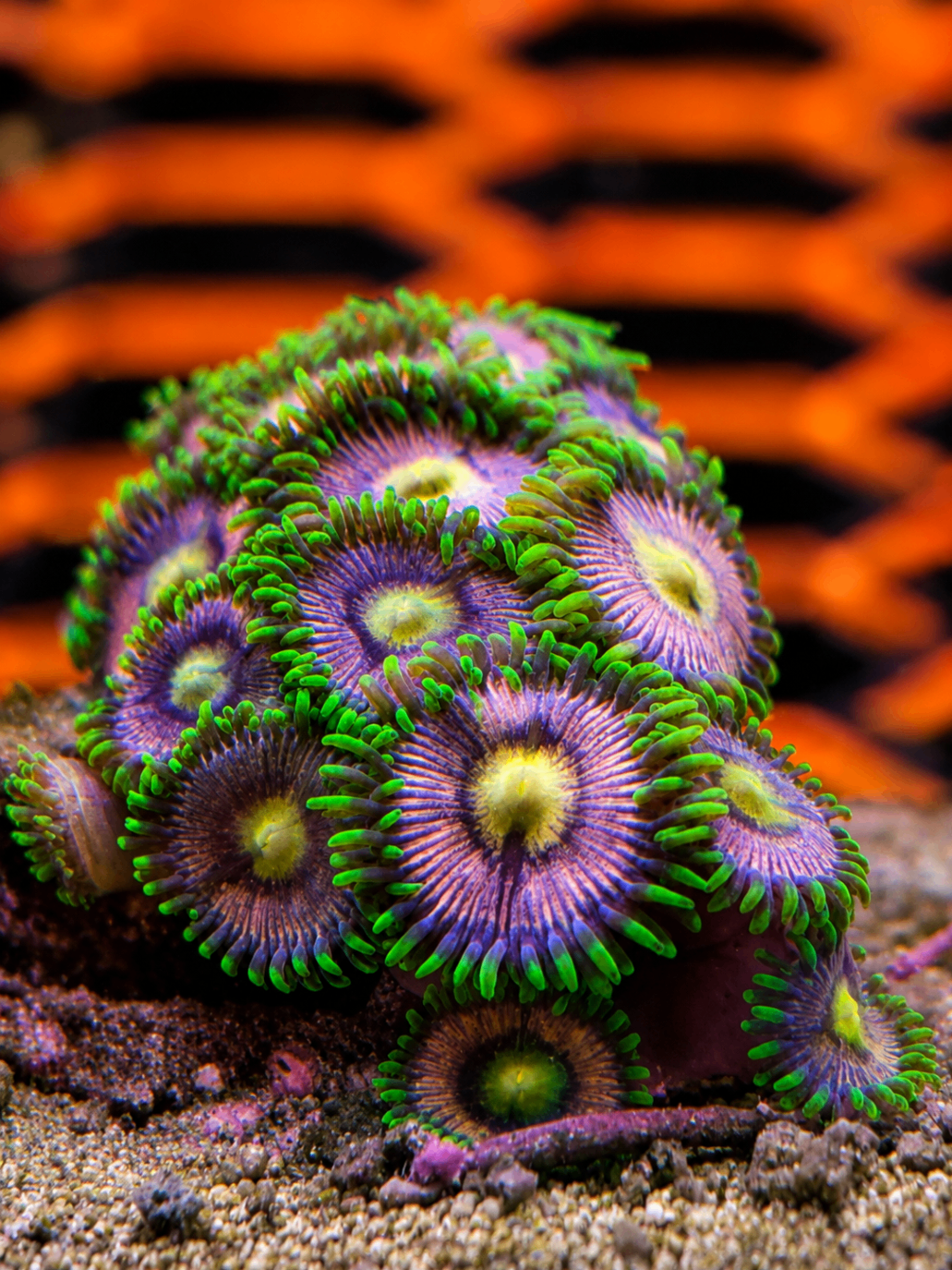 SimpliReef coral gallery preview 2
