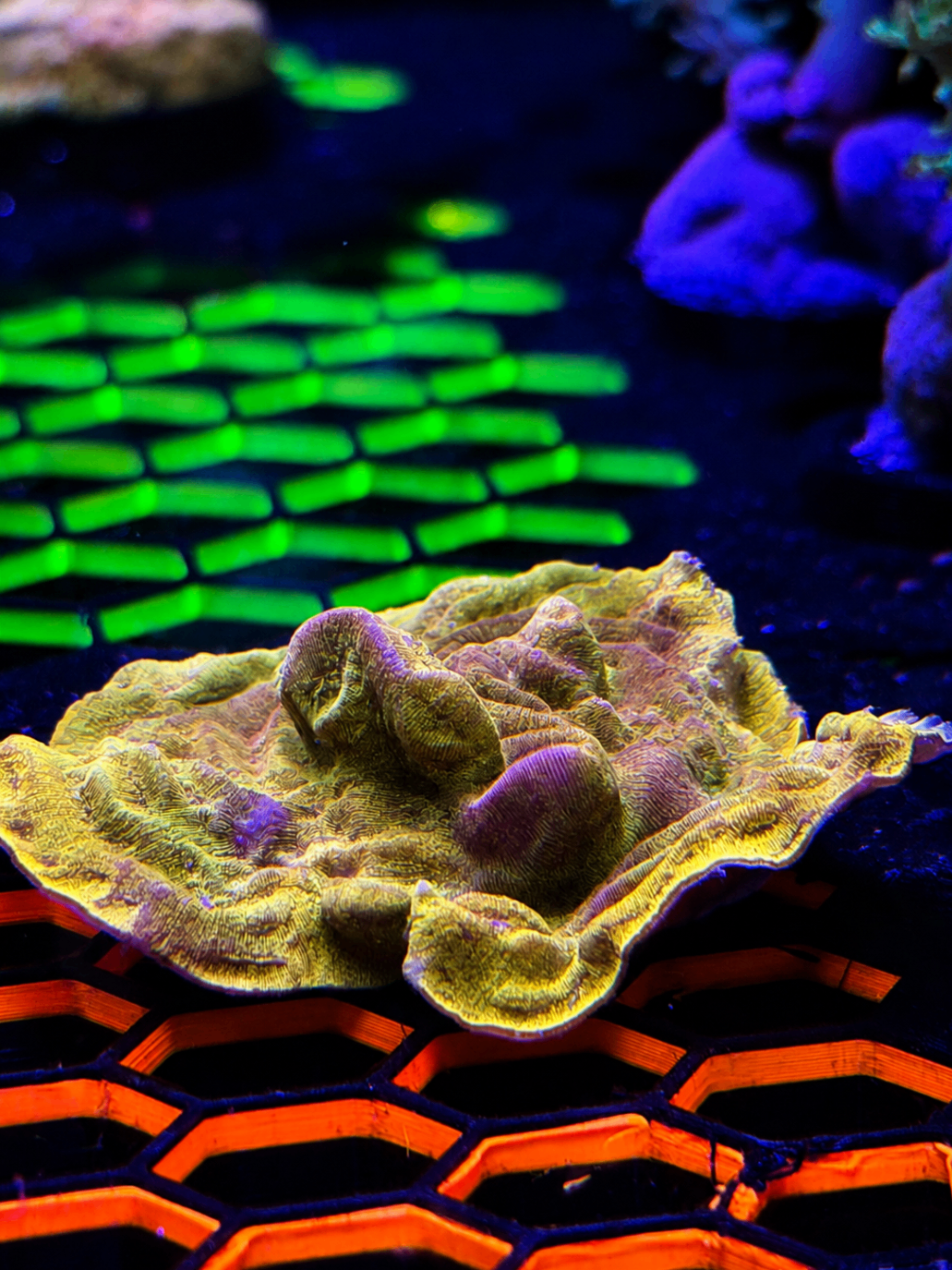 SimpliReef coral gallery preview 3