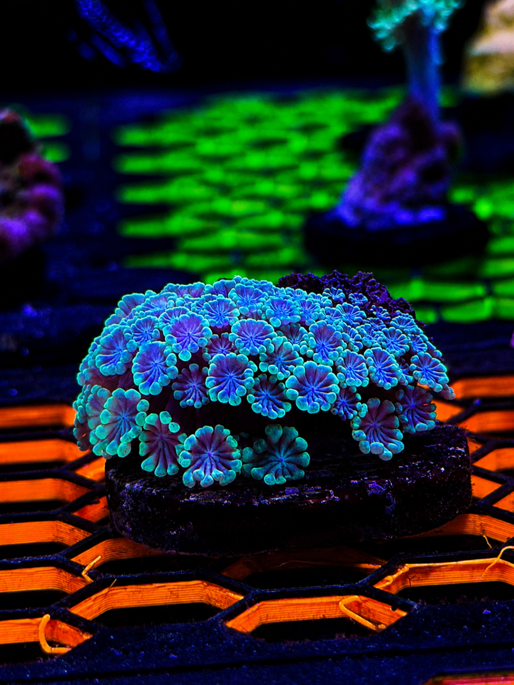 SimpliReef coral photo 4