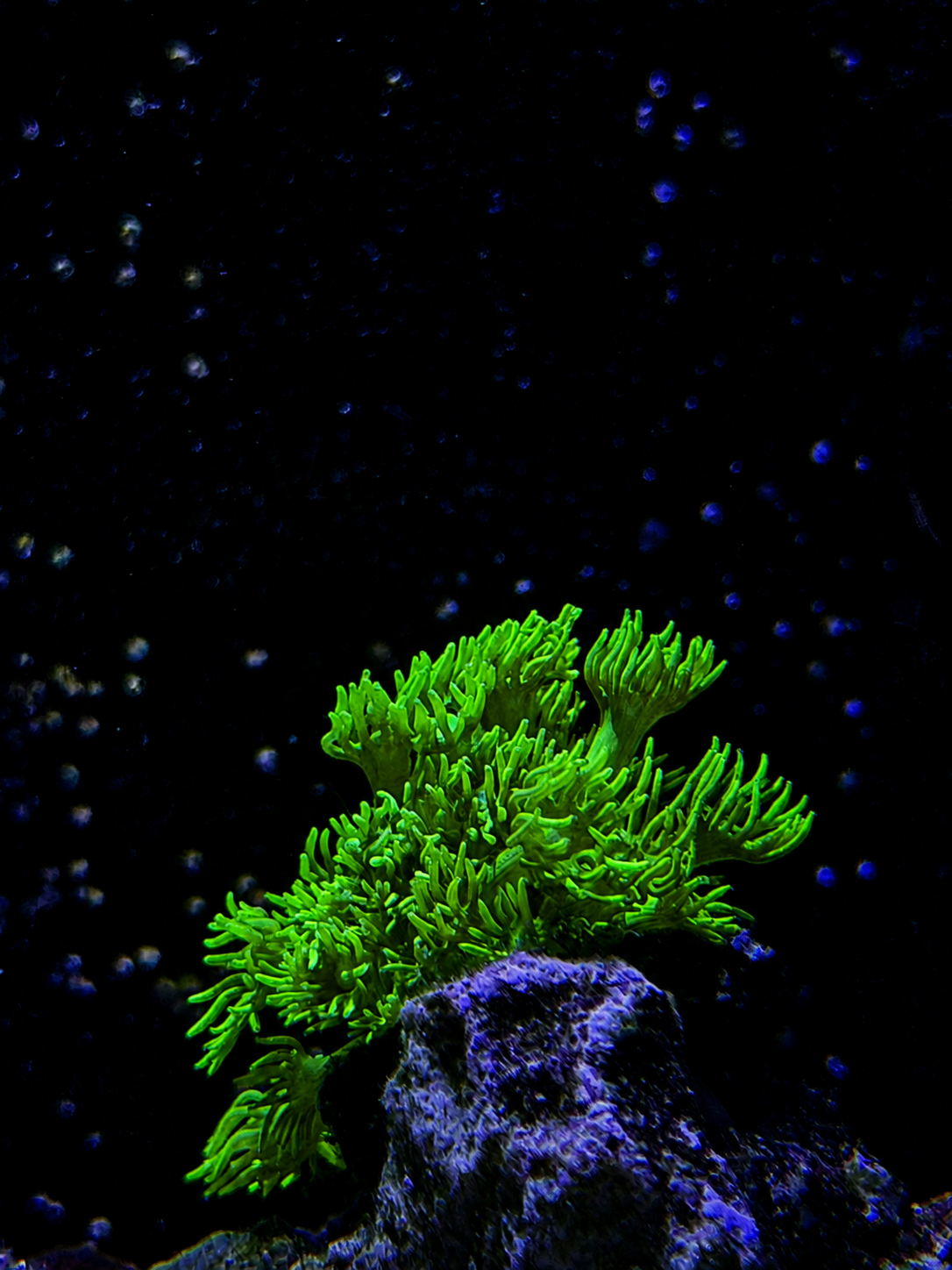 SimpliReef coral photo 5
