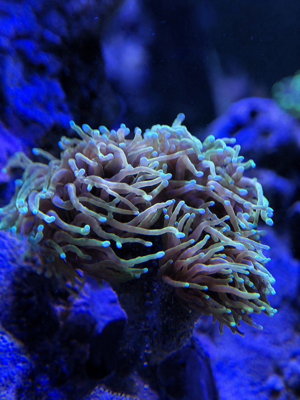 SimpliReef coral photo 6