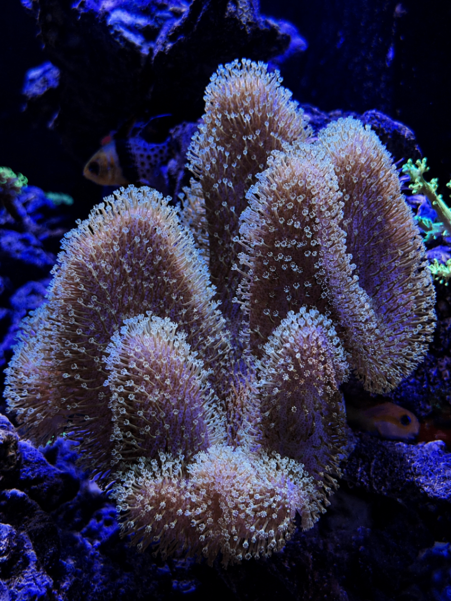 SimpliReef coral photo 7