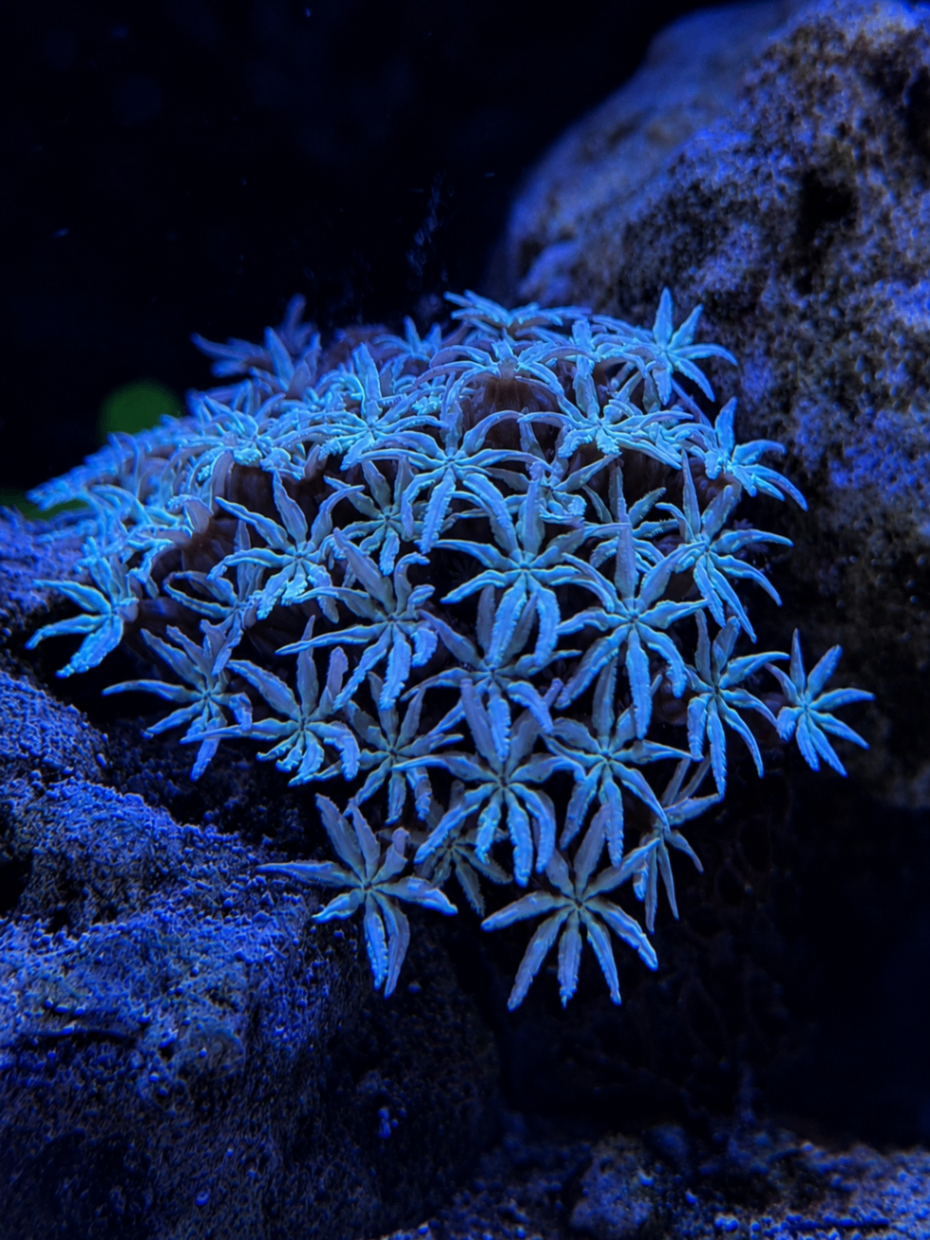 SimpliReef coral photo 8