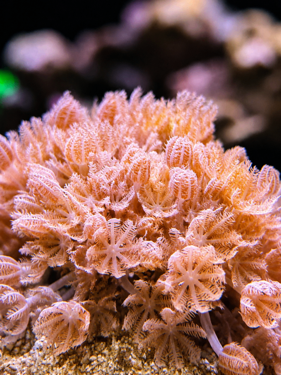 SimpliReef coral photo 9