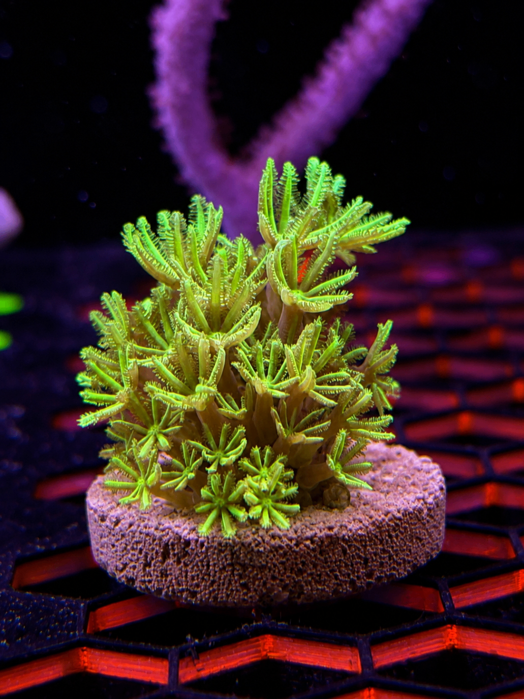 SimpliReef coral photo 10